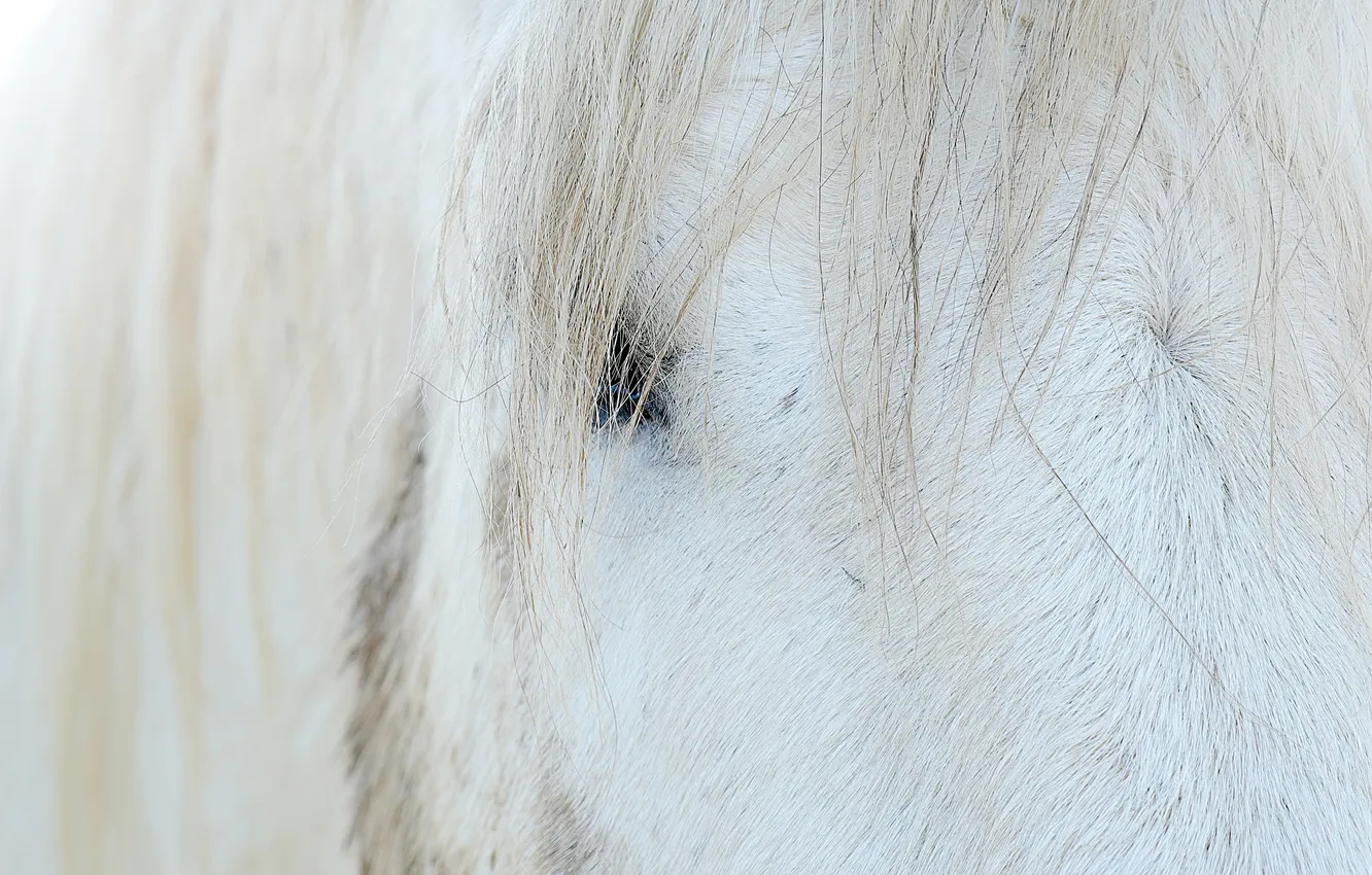 Photo wallpaper face, macro, horse