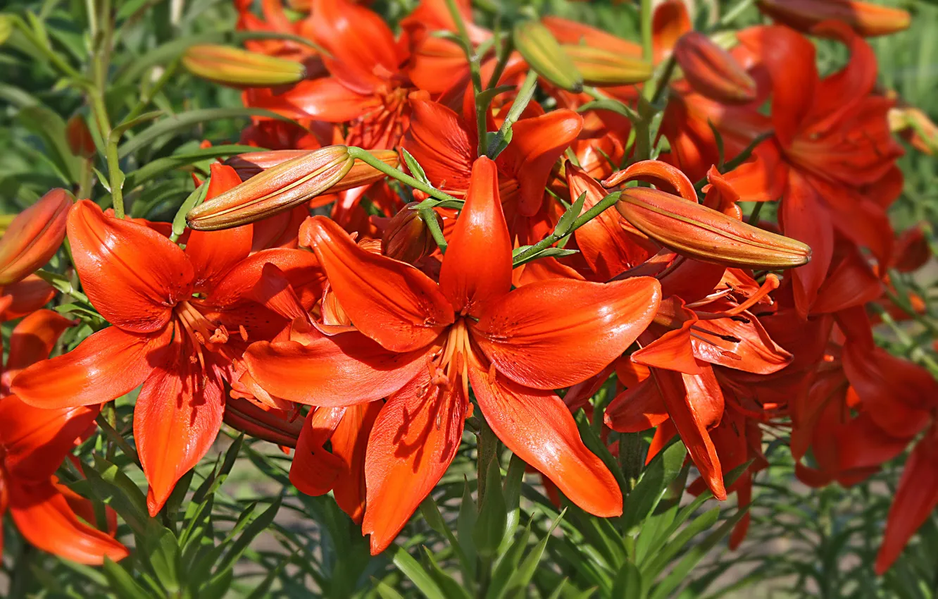 Photo wallpaper leaves, nature, Lily, petals