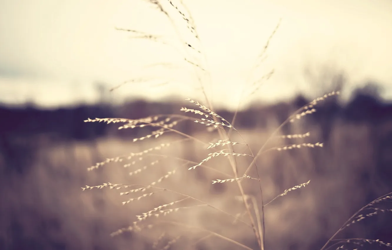 Photo wallpaper field, autumn, nature, photo, background, Wallpaper, plant