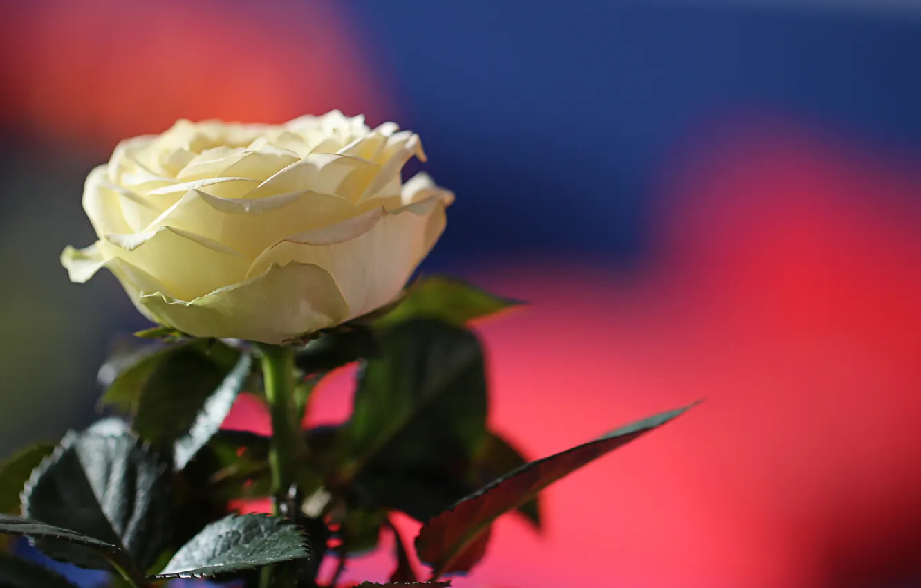 Photo wallpaper flowers, background, roses