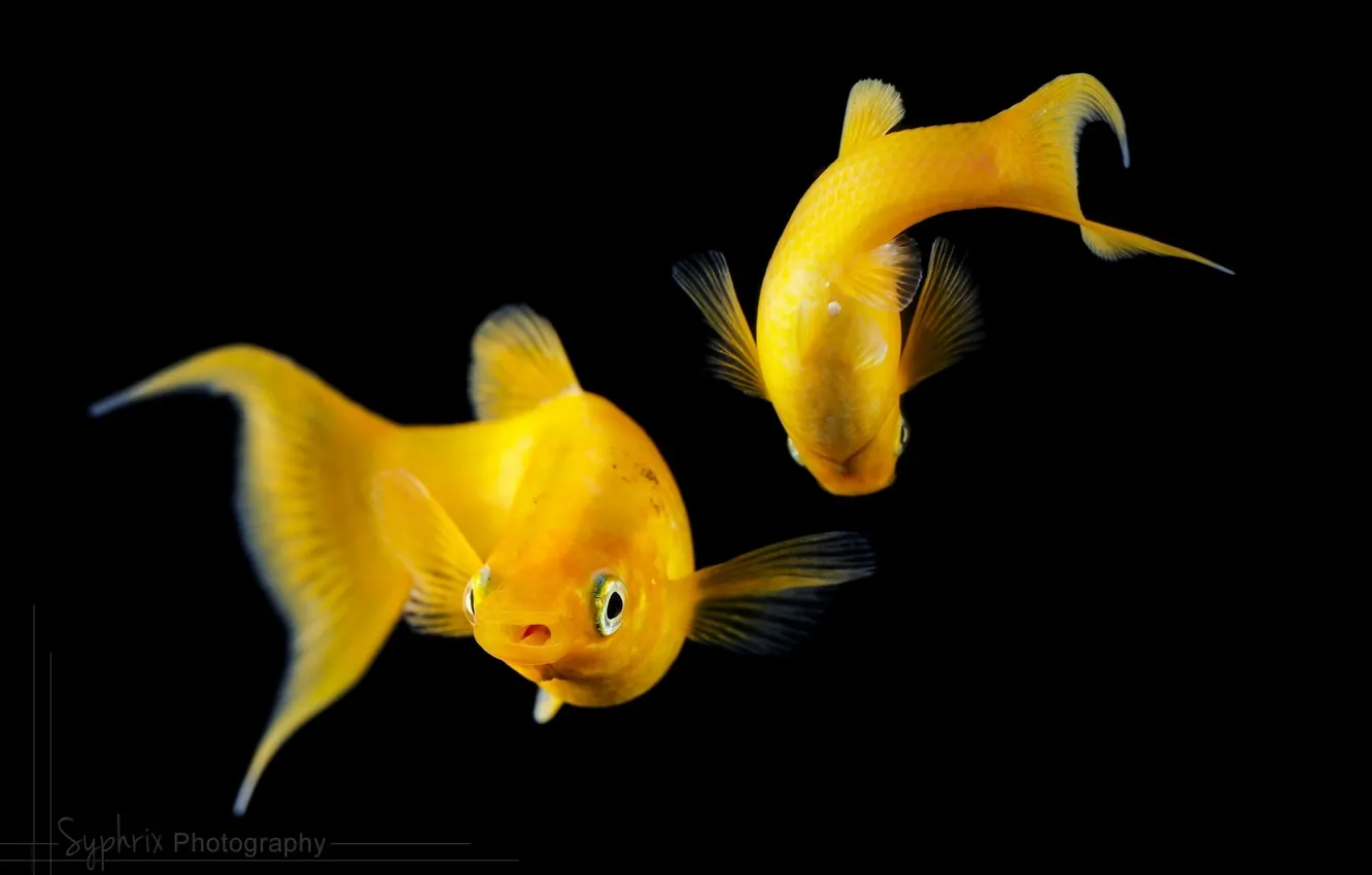 Photo wallpaper fish, fish, the dark background, aquarium, pair