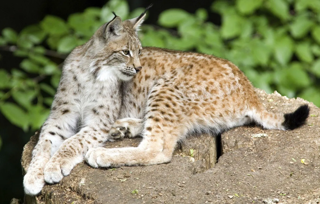 Photo wallpaper look, stones, paws, lies, ears, lynx, looks, brush