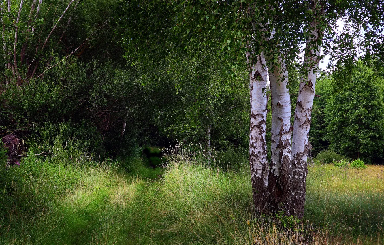 Photo wallpaper forest, foliage, birch, birch