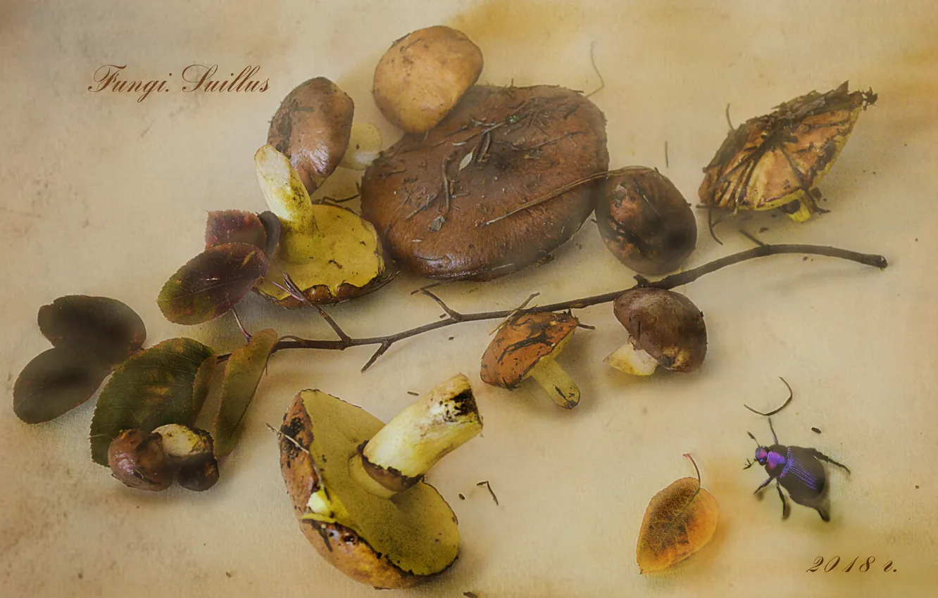 Photo wallpaper autumn, leaves, mushrooms, beetle, branch, boletus, Botanical album