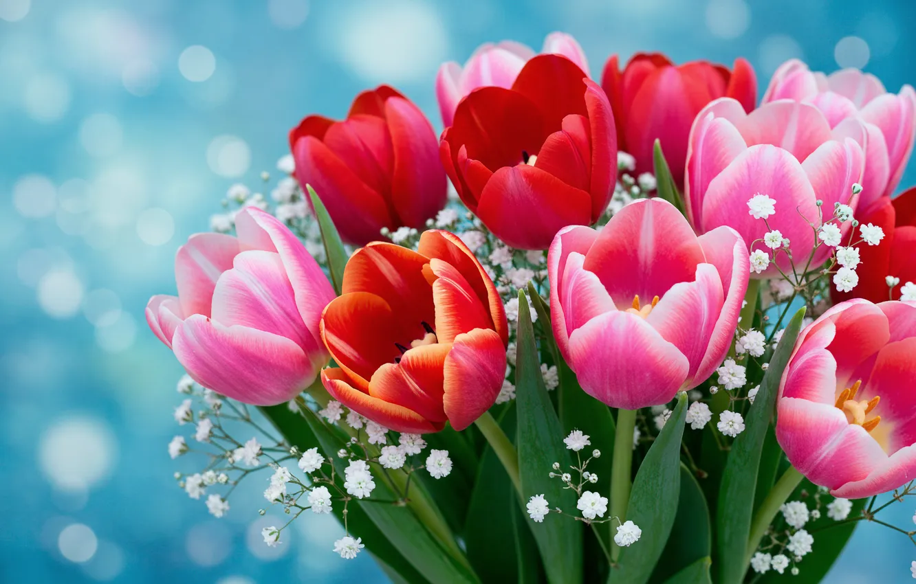 Photo wallpaper bouquet, tulips, wallpaper, March 8, tulips, bouquet, March 8, Bocca