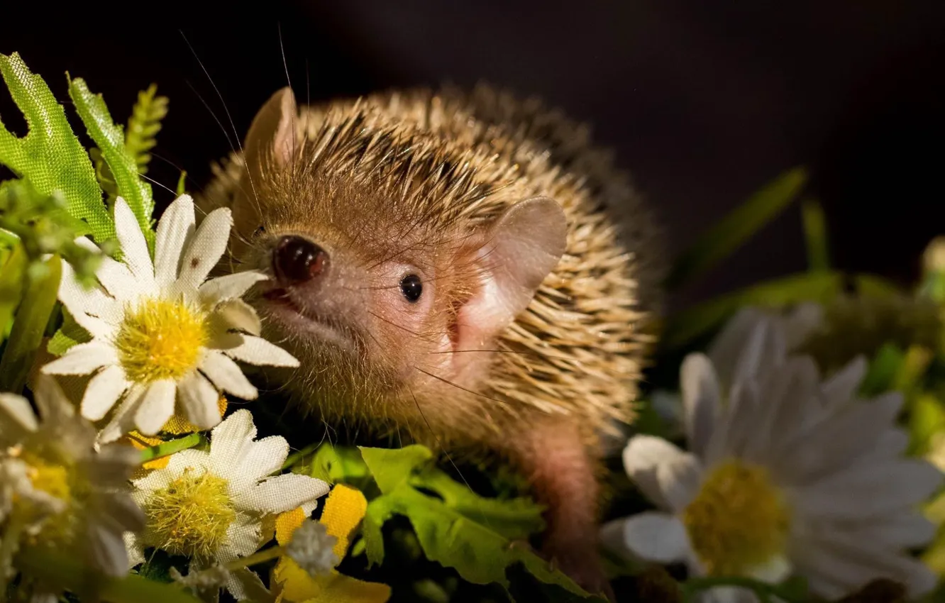 Photo wallpaper flowers, baby, hedgehog, baby