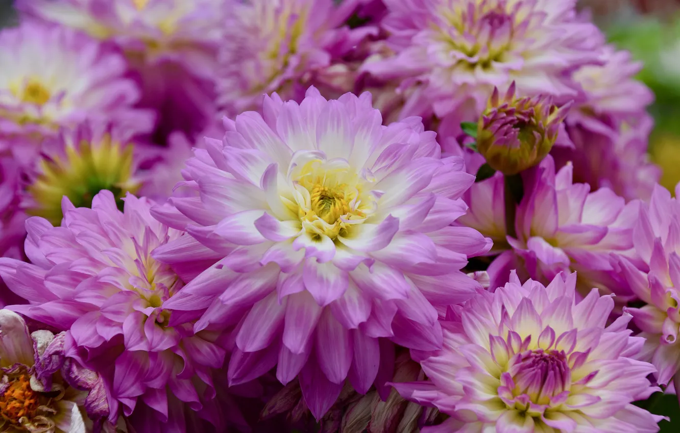 Photo wallpaper petals, flowering, dahlias
