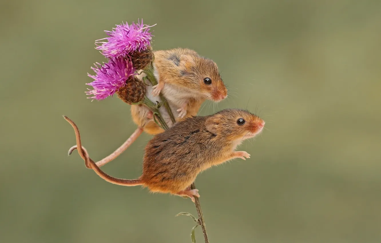 Photo wallpaper background, mouse, a couple, rodent, Harvest Mouse, The mouse is tiny, Thistle