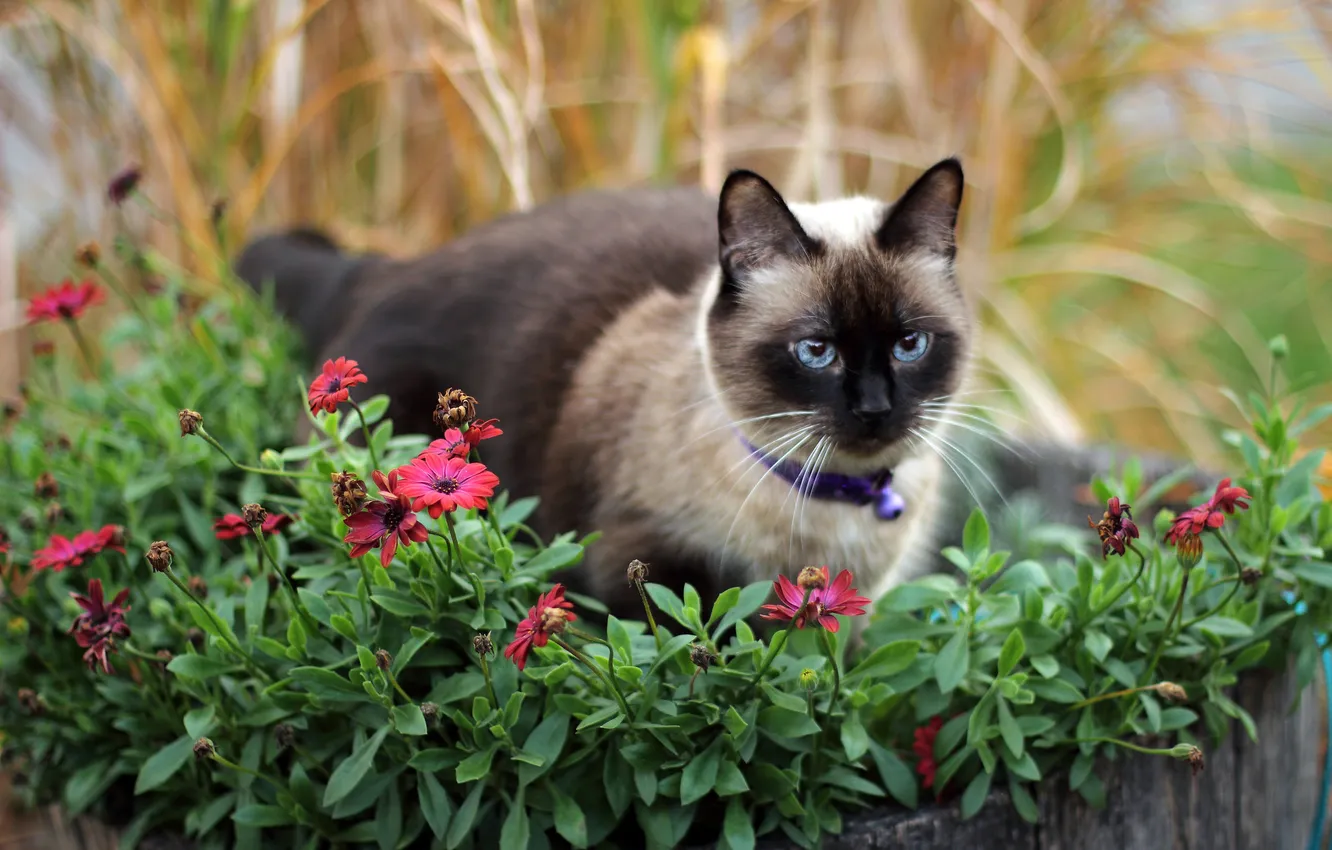 Photo wallpaper cat, summer, cat, look, flowers, branches, pose, garden