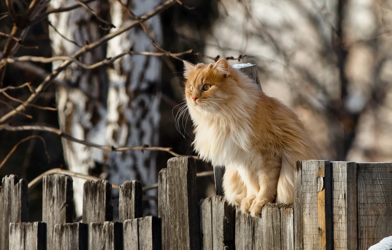Photo wallpaper cat, look, the fence