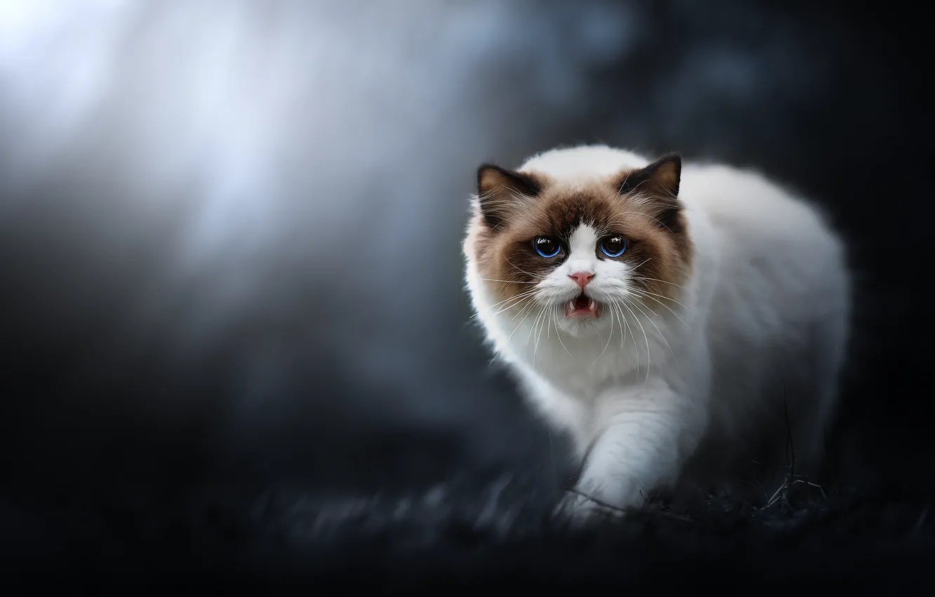 Photo wallpaper cat, grass, cat, look, night, nature, fog, mouth
