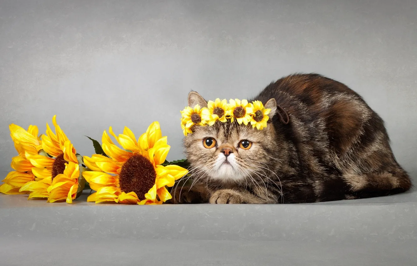 Photo wallpaper cat, look, sunflowers