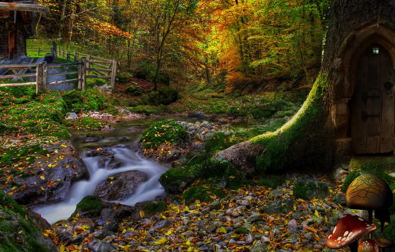 Photo wallpaper forest, leaves, trees, house, mushrooms, slope, the door, lantern