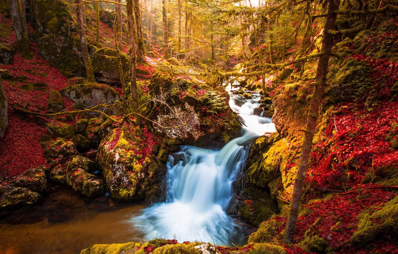 Photo wallpaper autumn, forest, trees, nature, waterfall