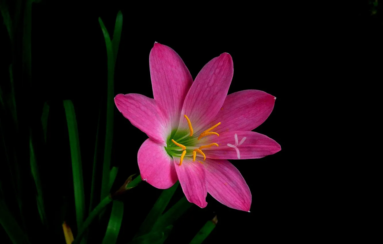 Photo wallpaper macro, petals, Zephyranthes