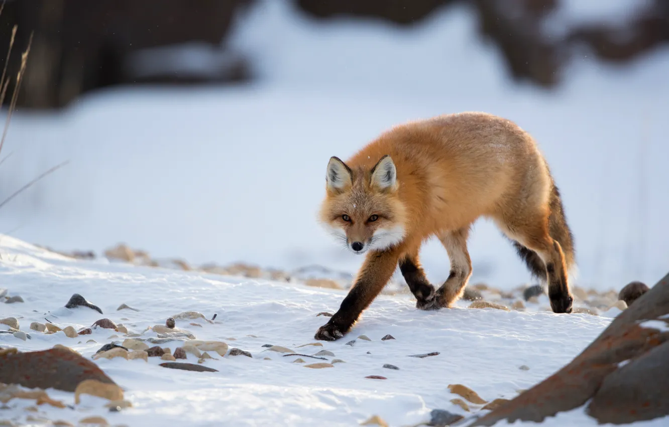 Photo wallpaper winter, look, snow, Fox, red, walk, Fox