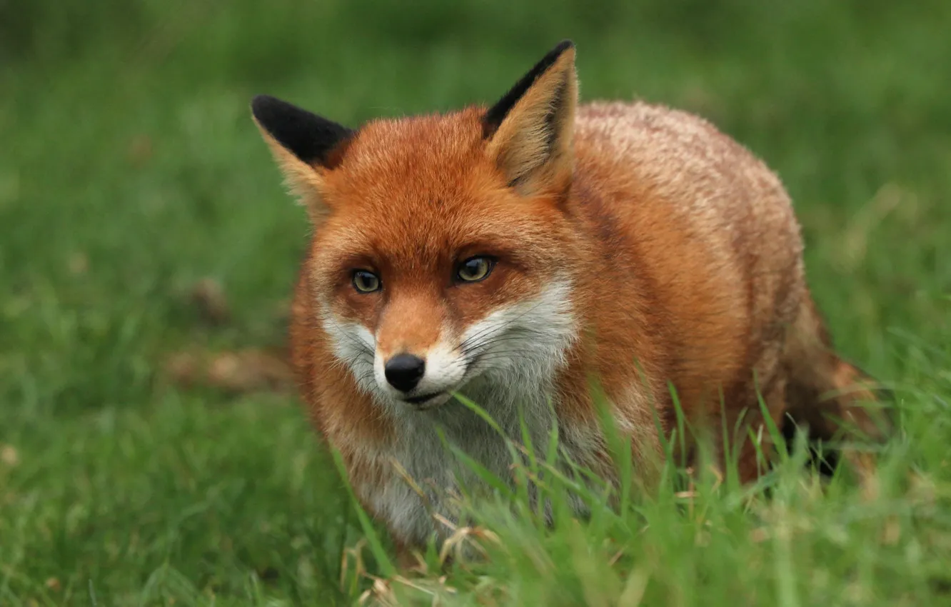 Photo wallpaper grass, look, face, Fox, walk, Fox