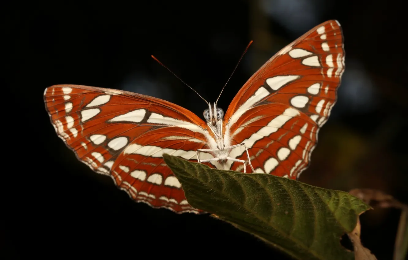Photo wallpaper background, butterfly, leaves