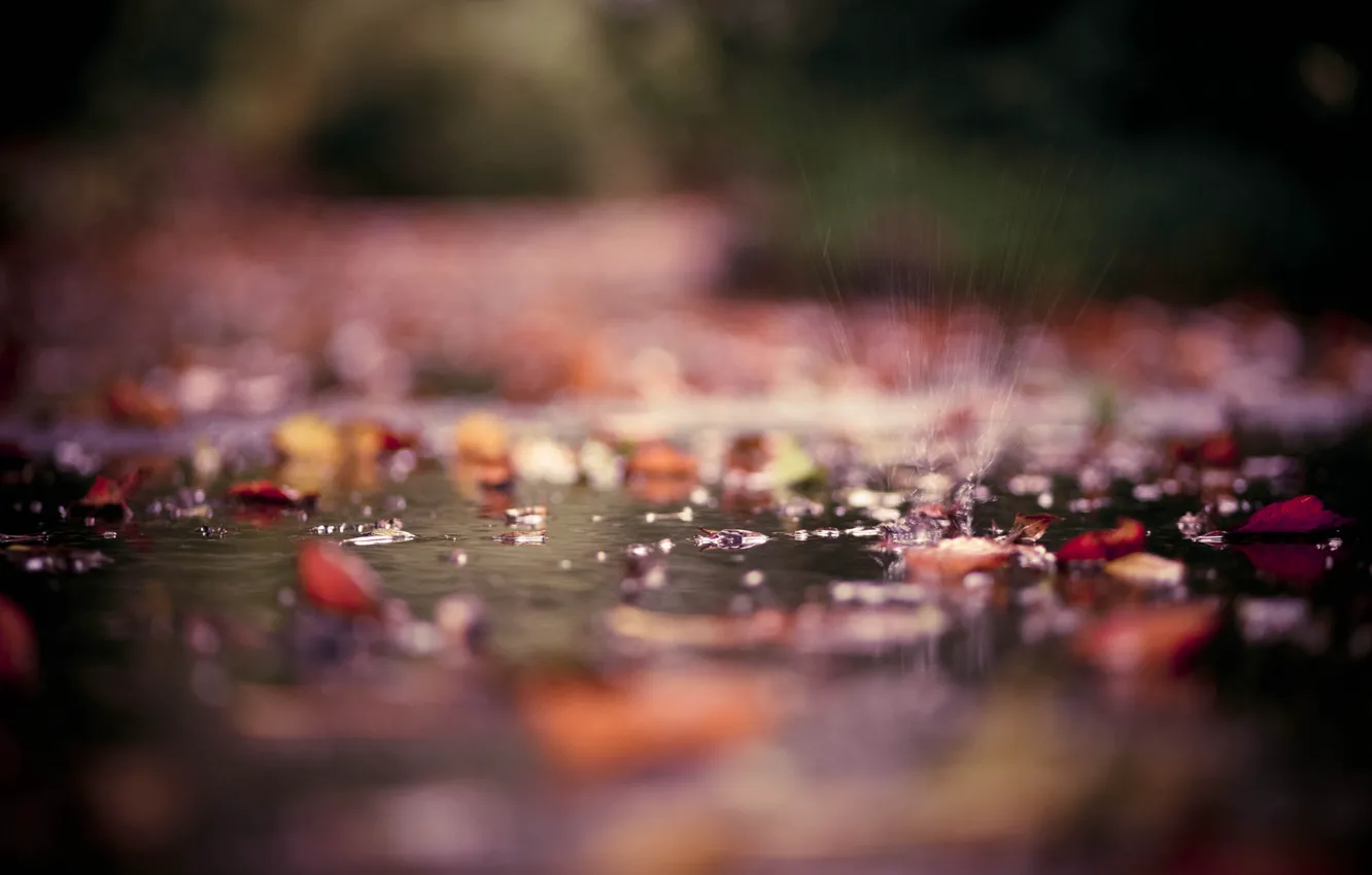 Photo wallpaper autumn, leaves, water, drops, macro, squirt, Park, puddles