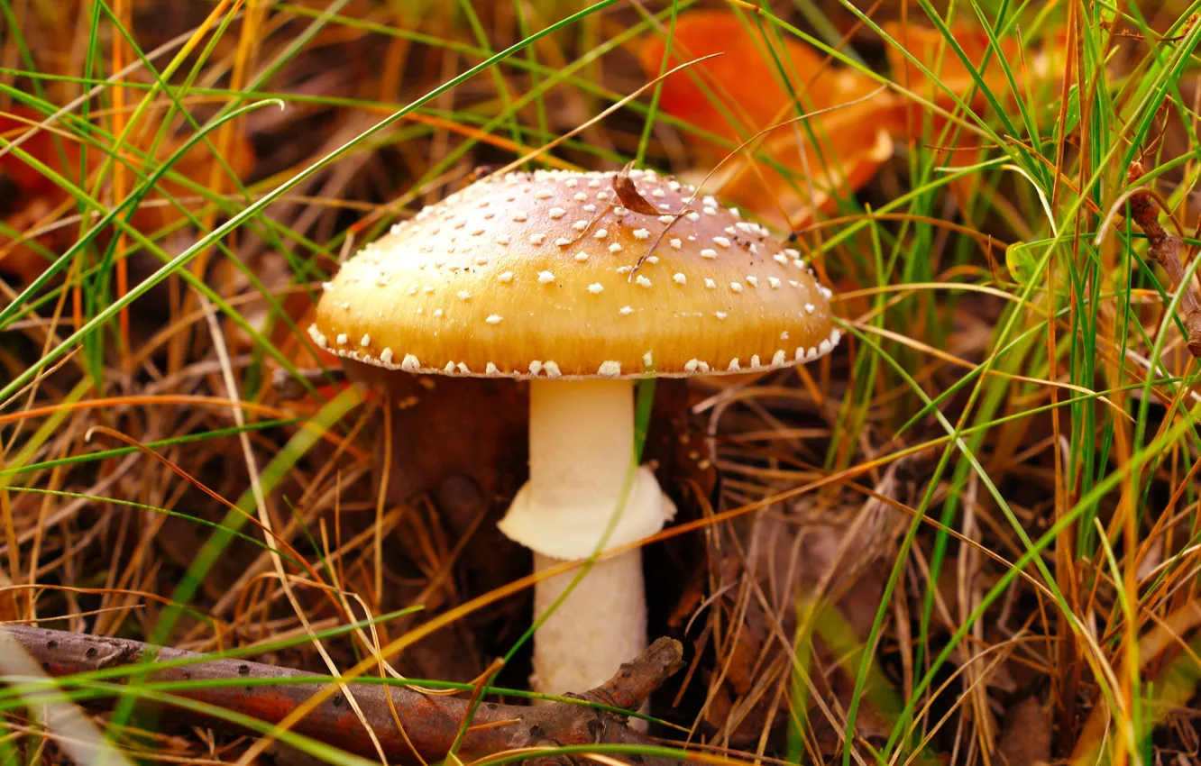 Photo wallpaper forest, mushroom, toadstool