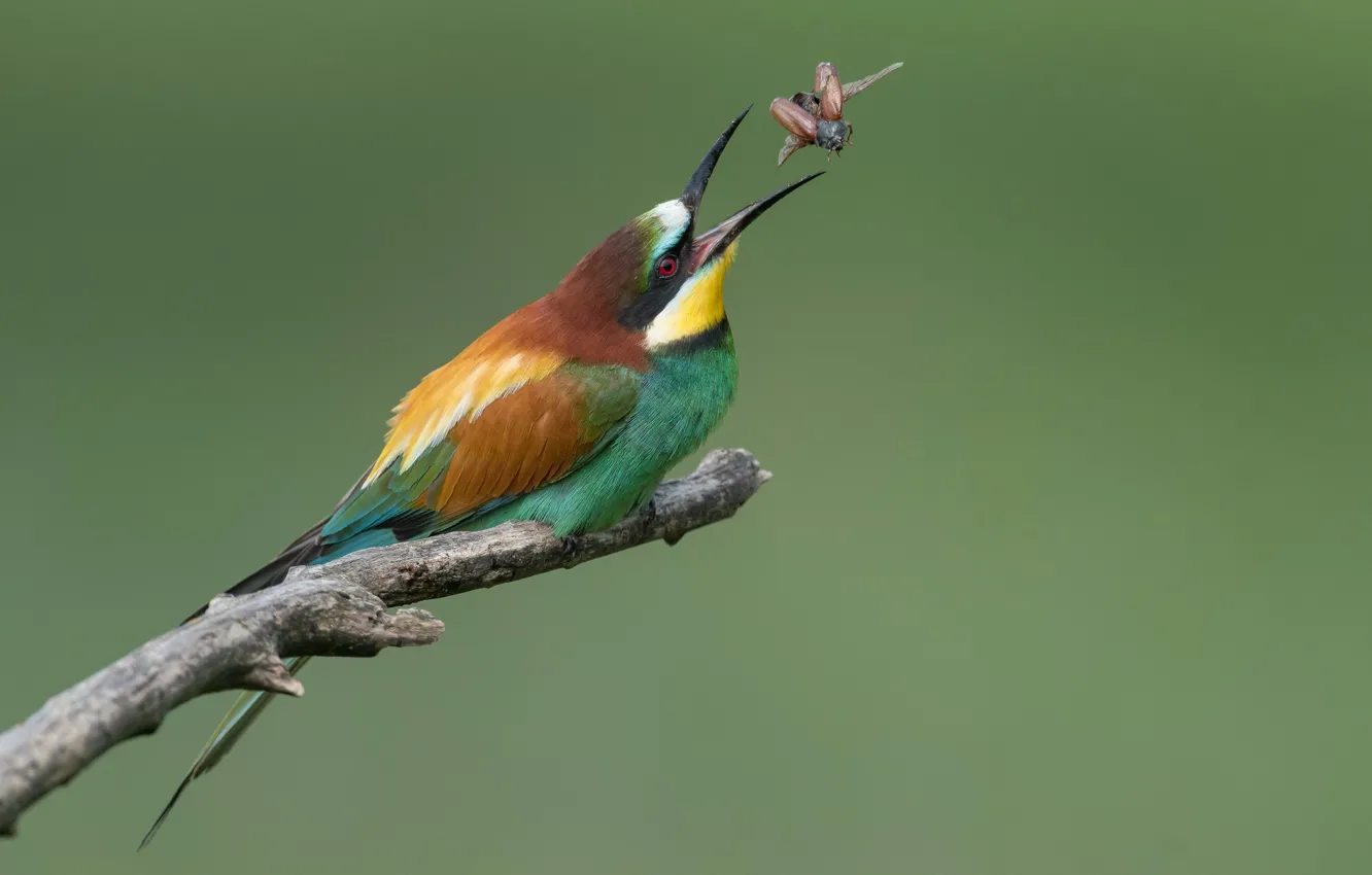 Photo wallpaper bird, beetle, hunting, peeled, schurka