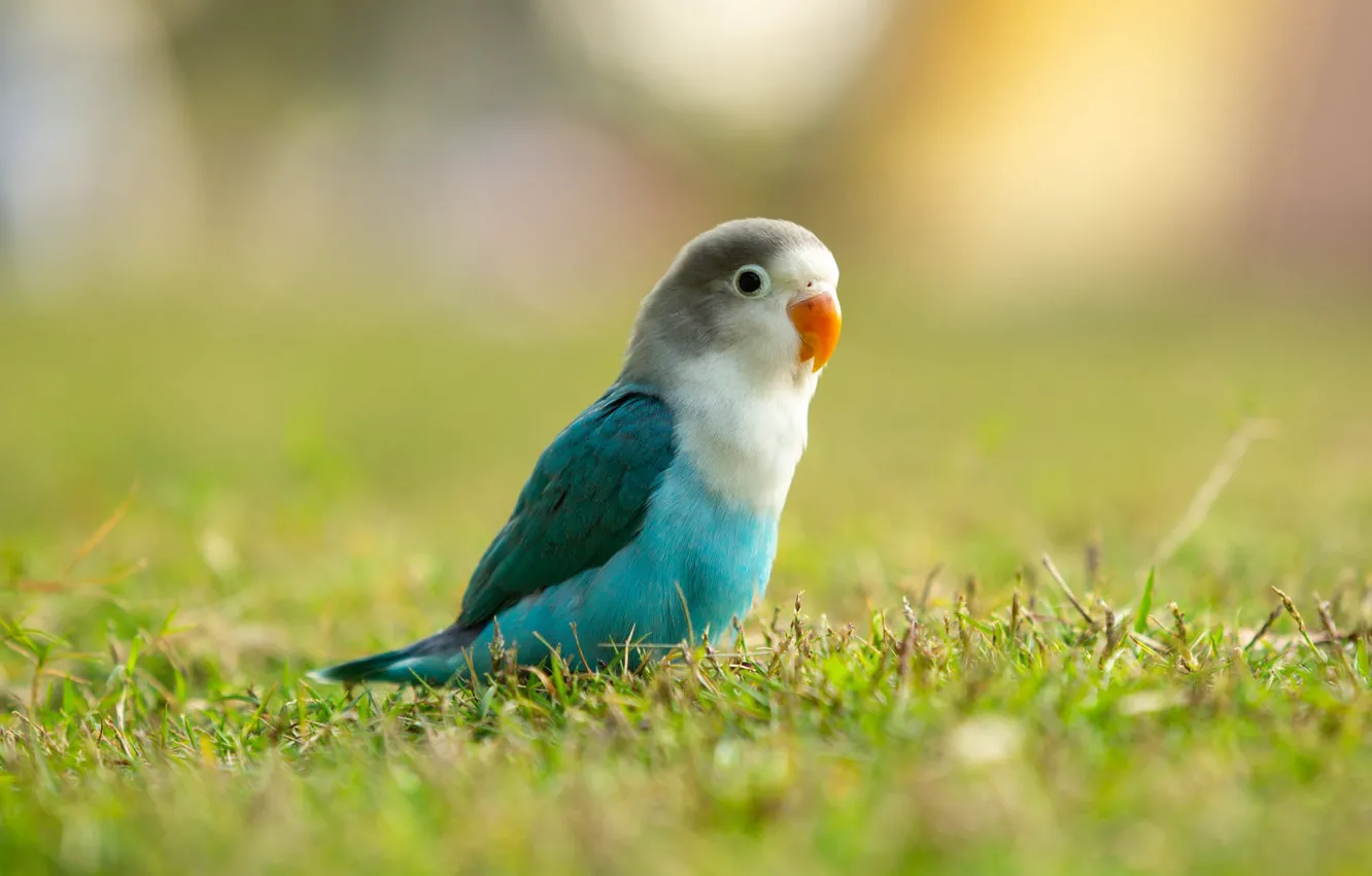 Photo wallpaper grass, background, bird, glade, parrot, bokeh, budgie