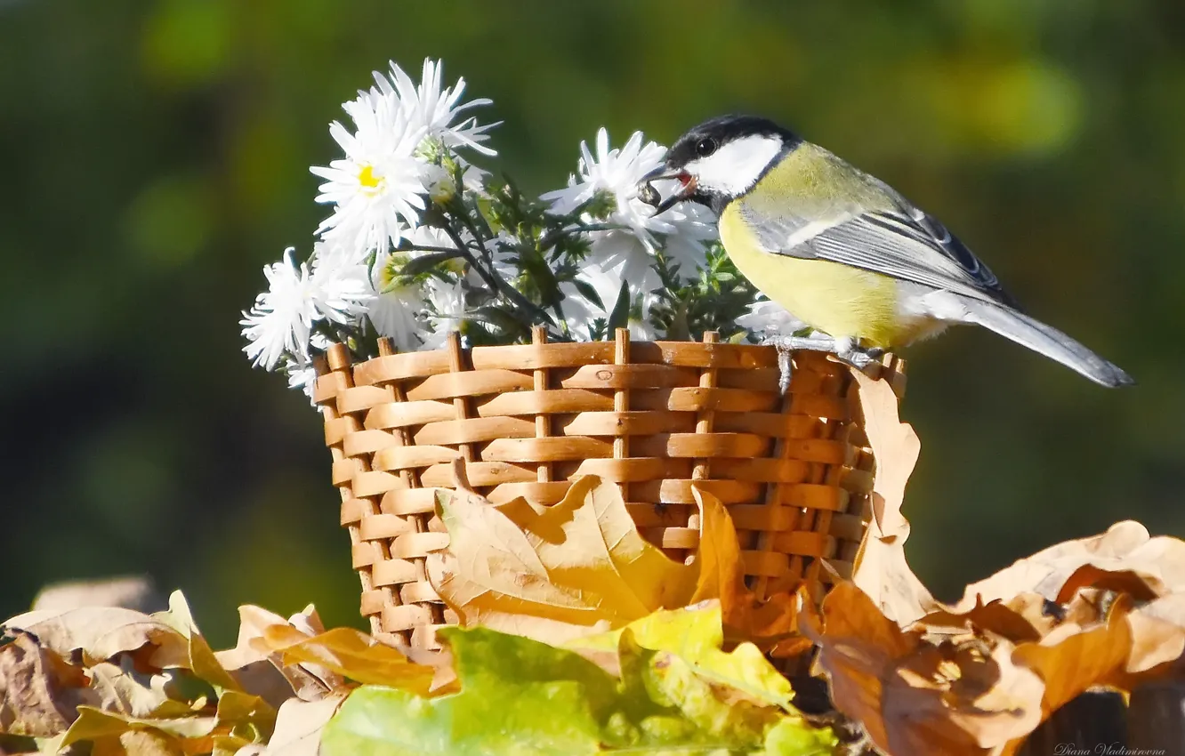 Photo wallpaper autumn, nature, bird, Big tit