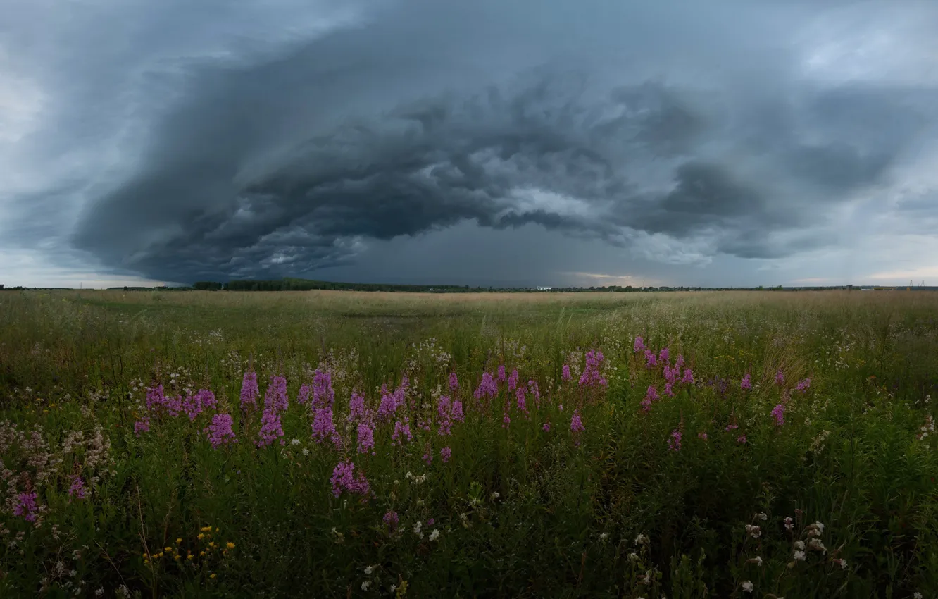 Photo wallpaper field, summer, the sky, flowers, clouds, storm, field, Russia