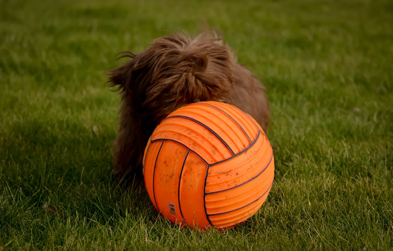 Photo wallpaper dog, the ball, lawn