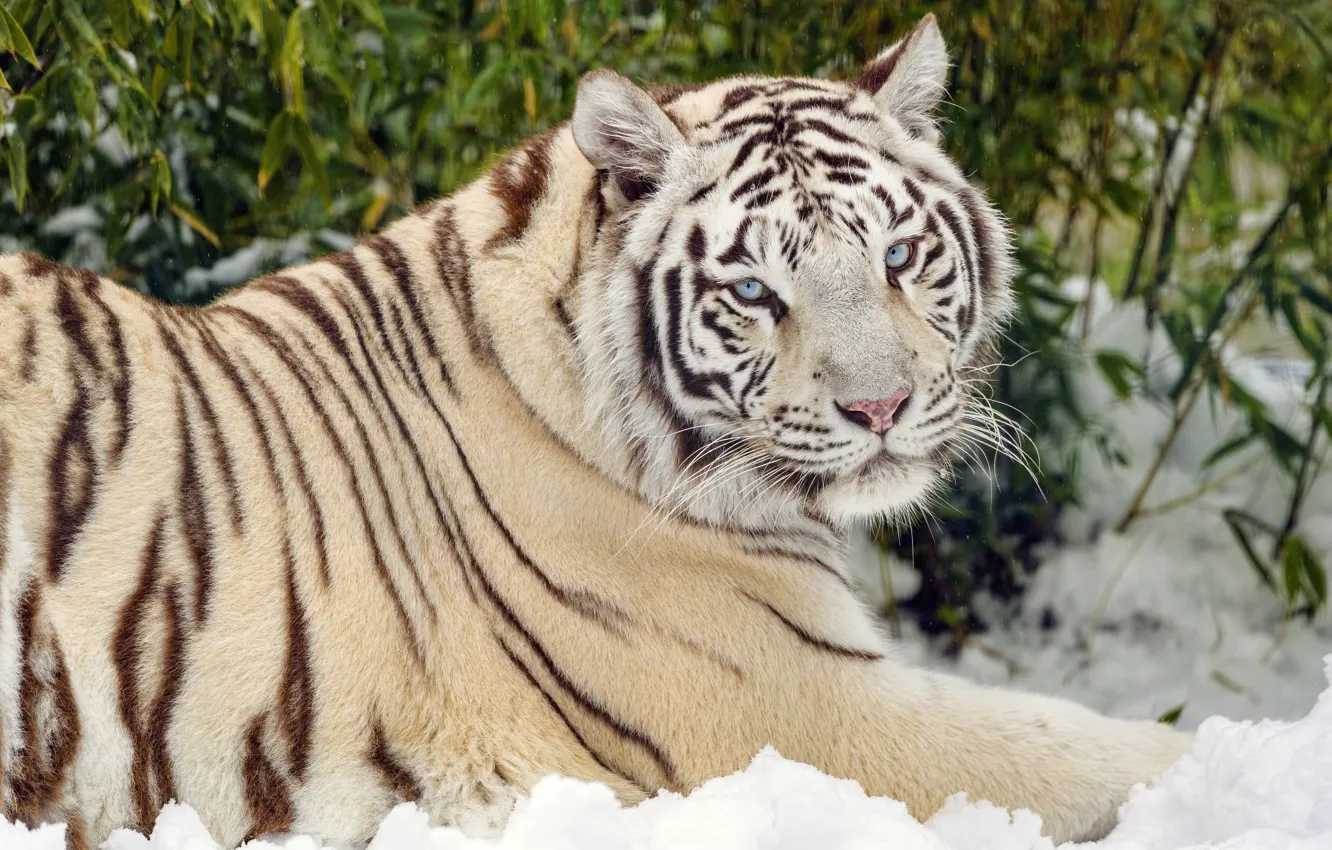 Photo wallpaper winter, greens, white, look, face, snow, tiger, foliage