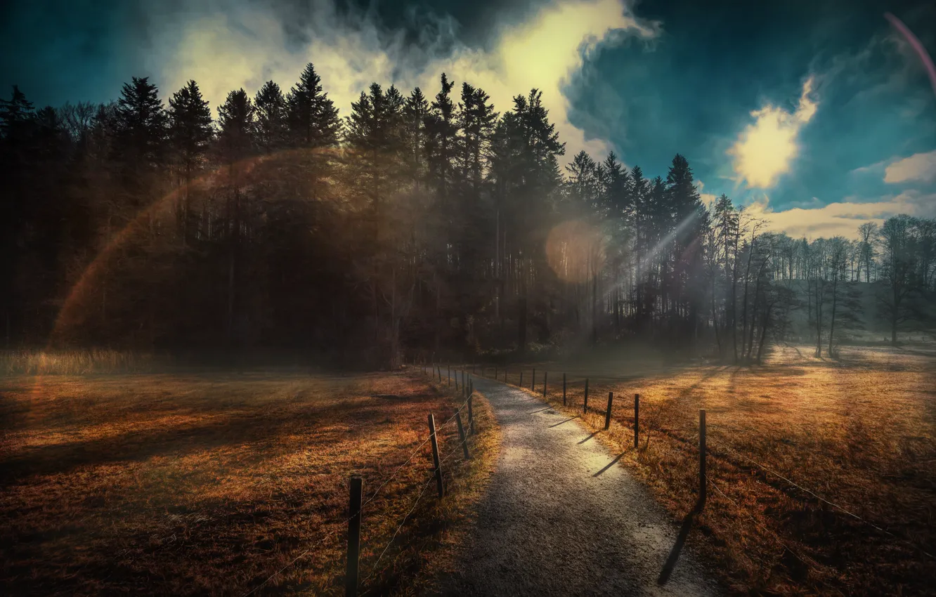 Photo wallpaper road, nature, fog, morning