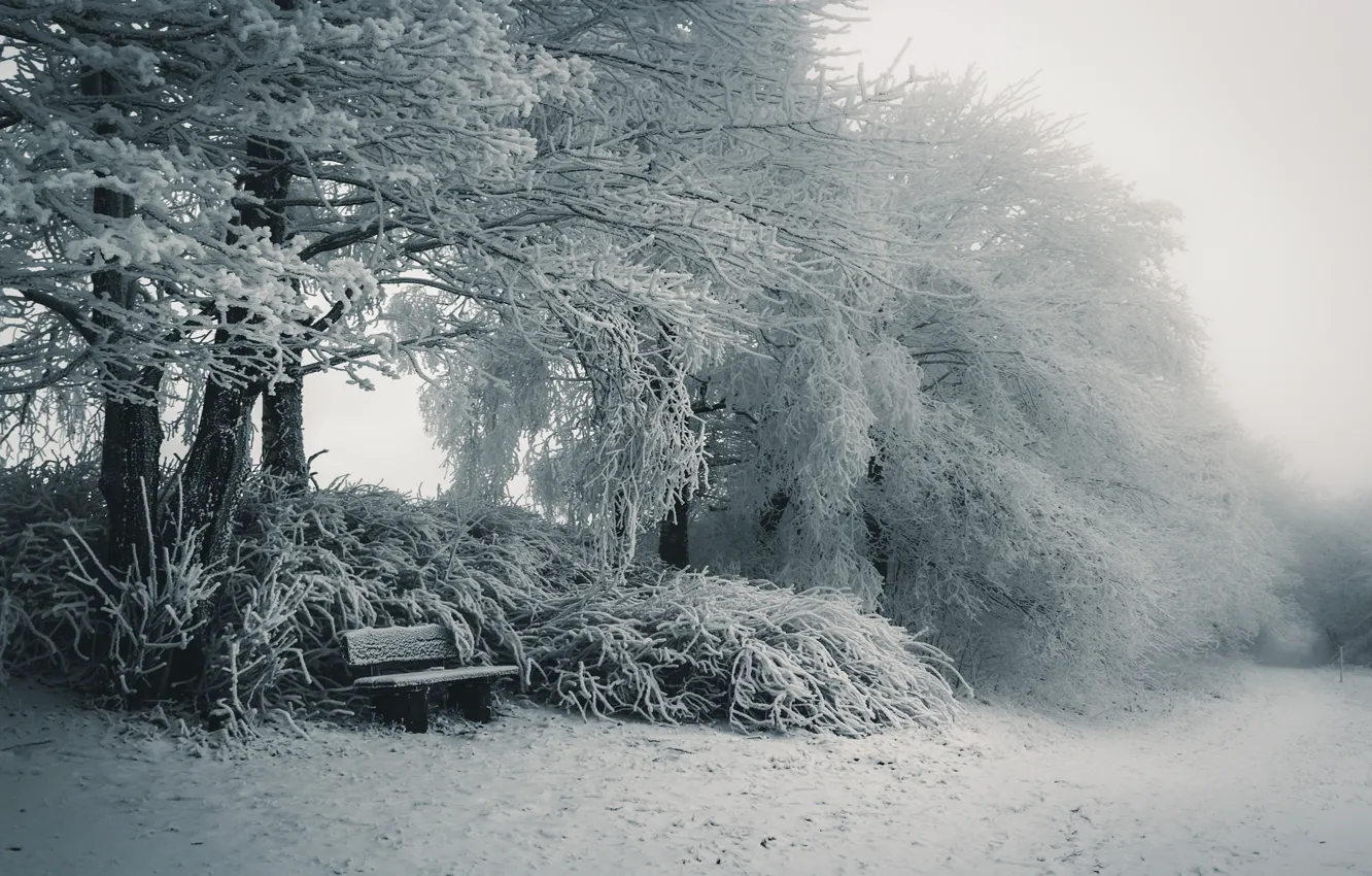 Photo wallpaper winter, snow, nature, bench