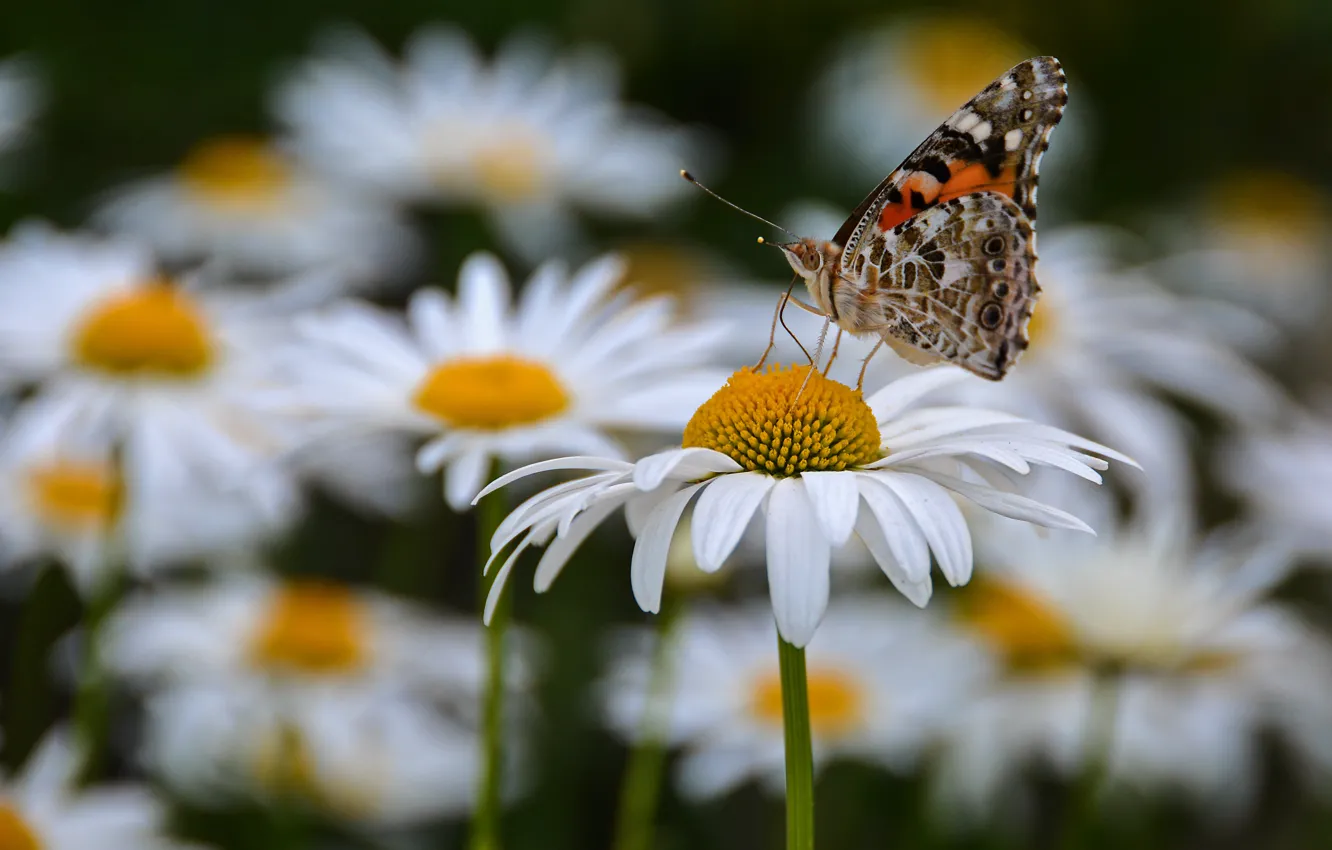 Photo wallpaper summer, macro, flowers, butterfly, chamomile, insect, cottage, our cottage