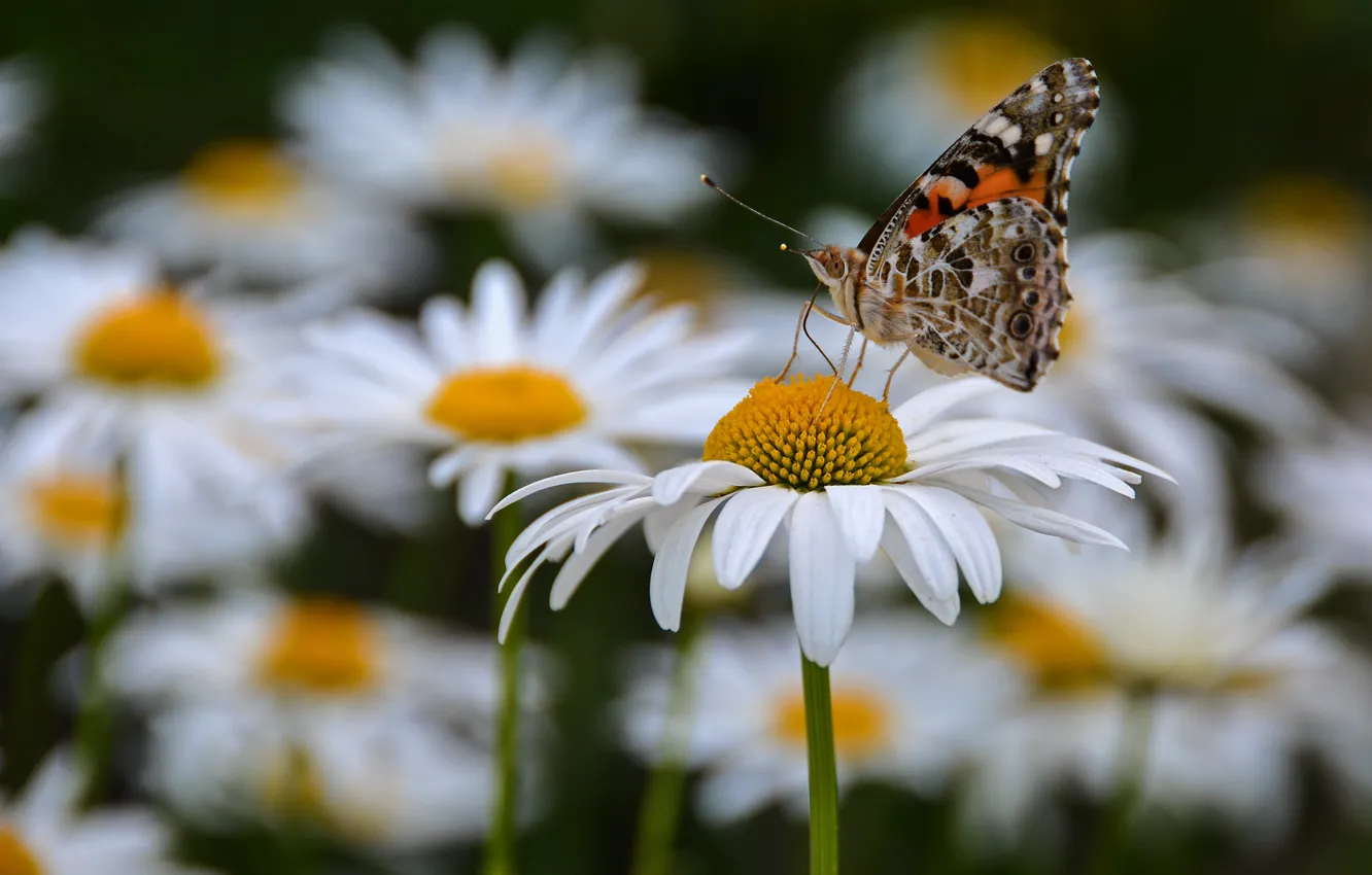 Photo wallpaper summer, macro, flowers, insects, butterfly, chamomile, cottage, our cottage