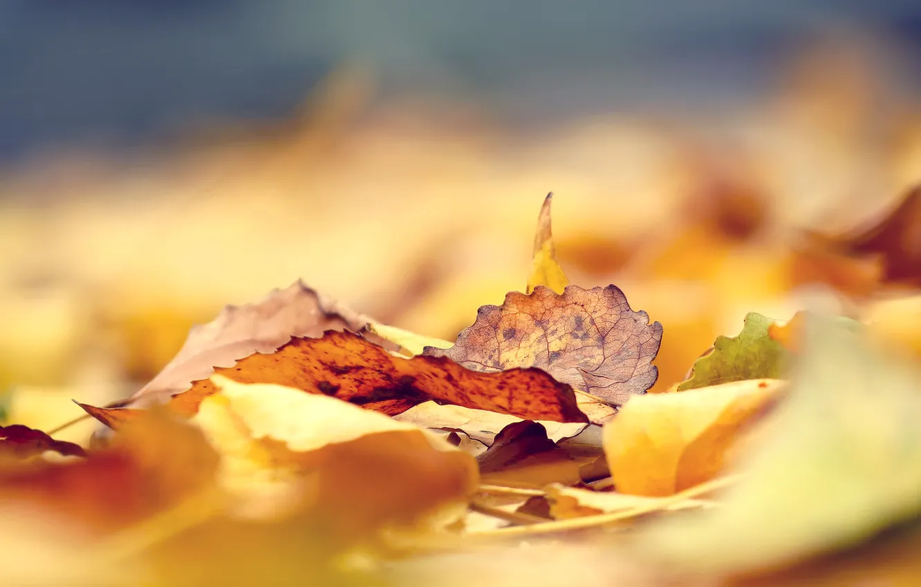 Photo wallpaper autumn, leaves, yellow, focus