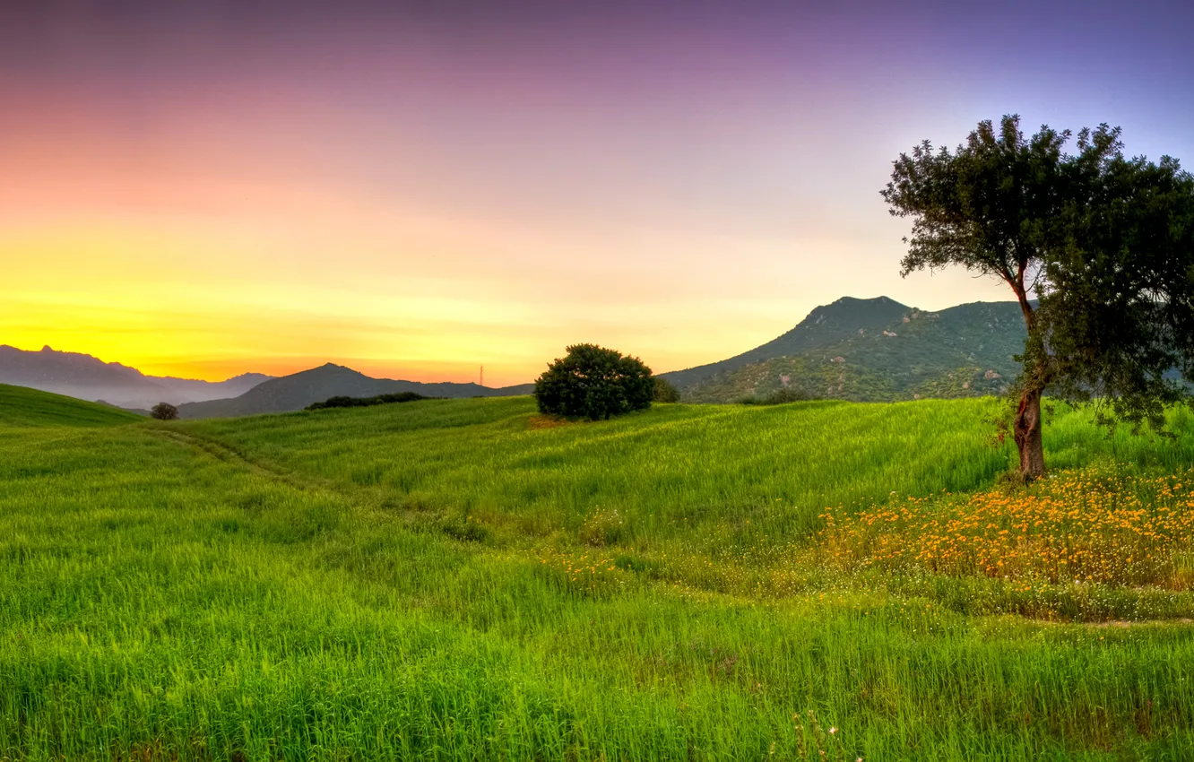 Photo wallpaper grass, trees, landscape, nature