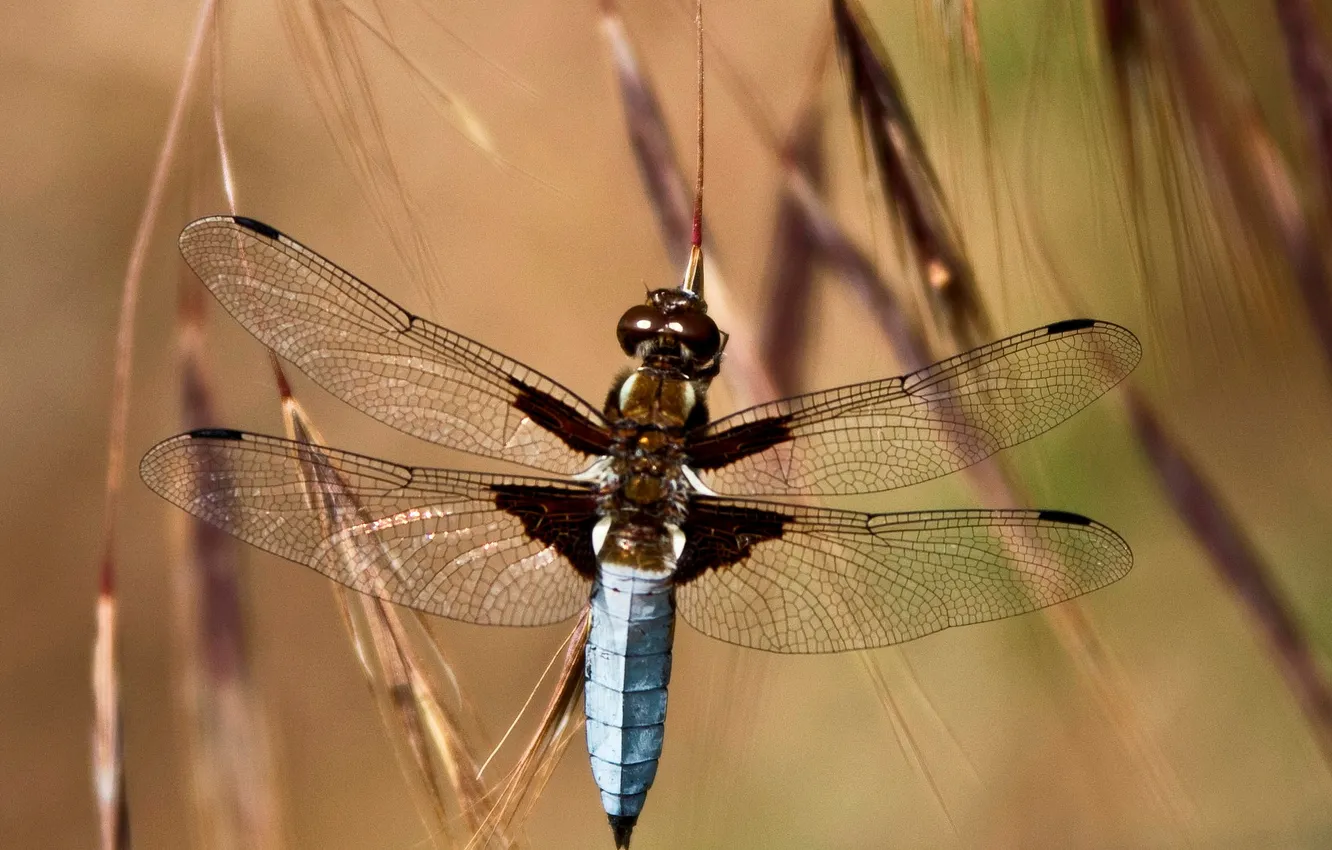 Photo wallpaper grass, dragonfly, spikelets