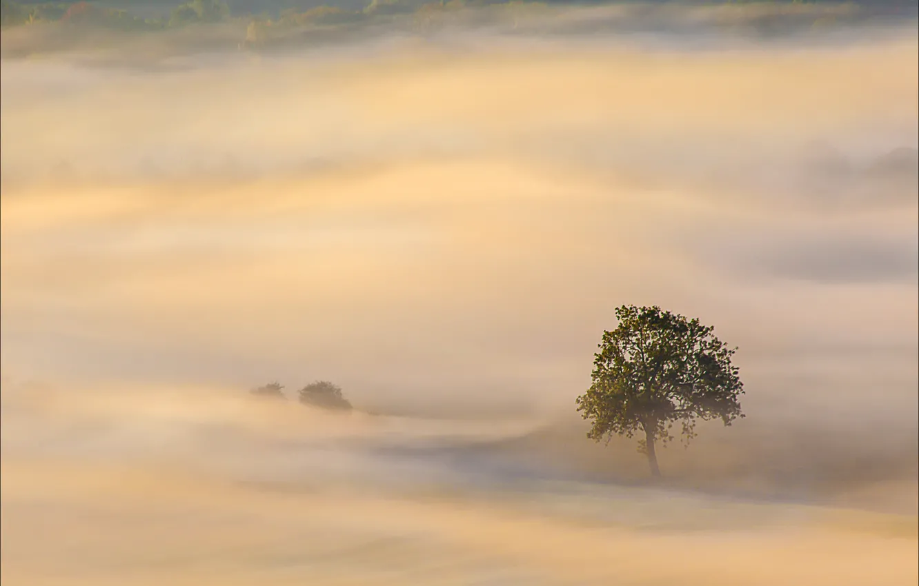 Photo wallpaper trees, fog, morning