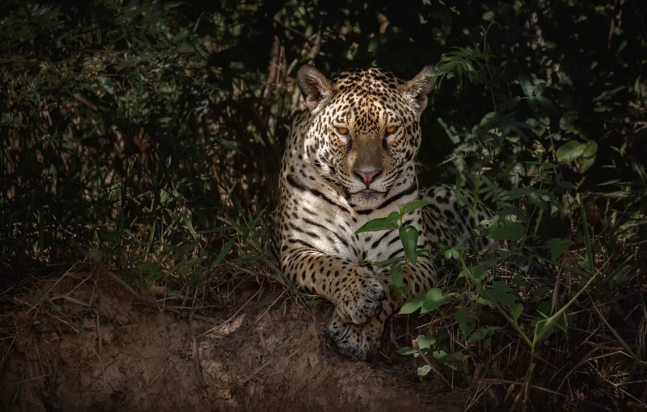 Photo wallpaper Grass, Look, Jaguar, Predator, Big cat, Wild Cat