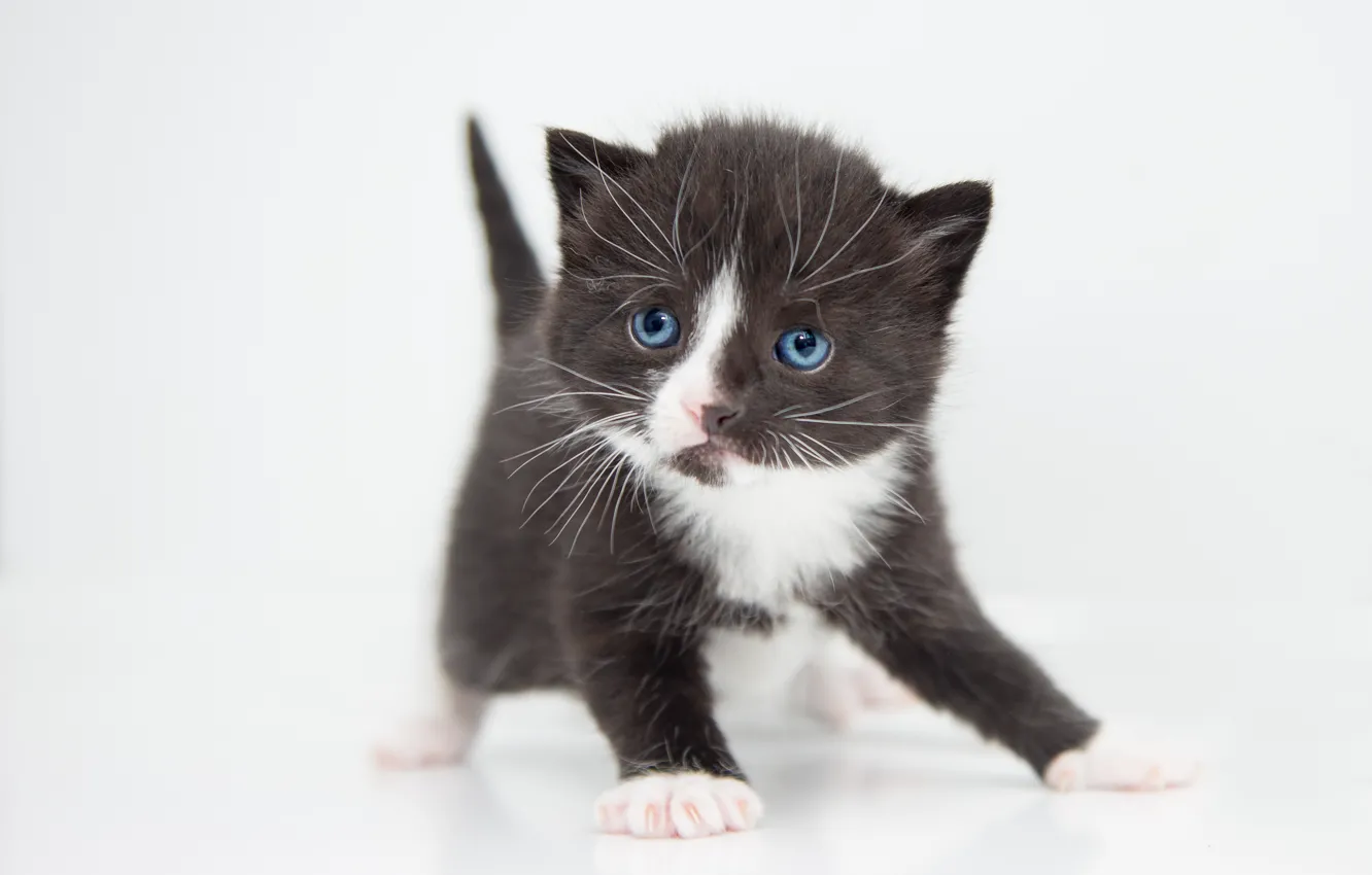 Photo wallpaper cat, look, pose, sweetheart, white background, black and white, kitty, blue eyes