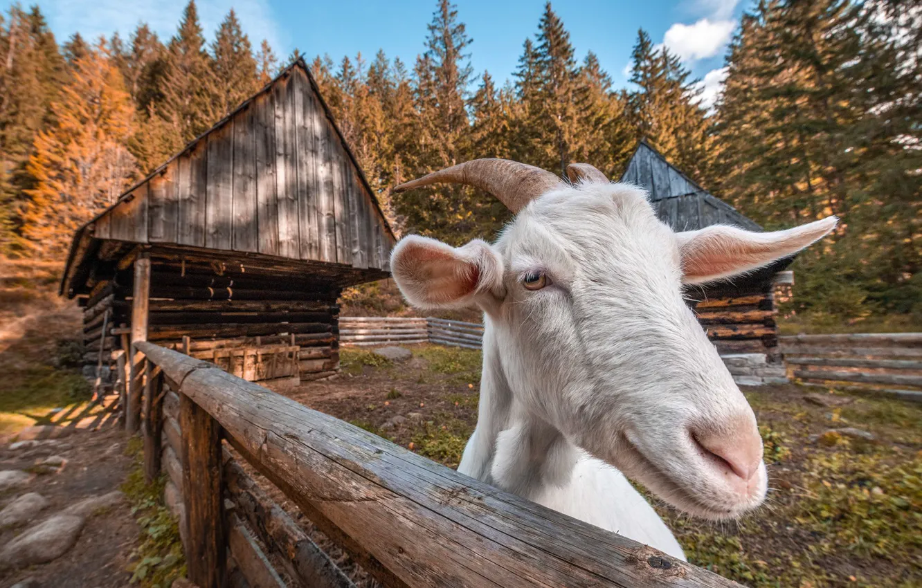 Photo wallpaper background, the fence, goat