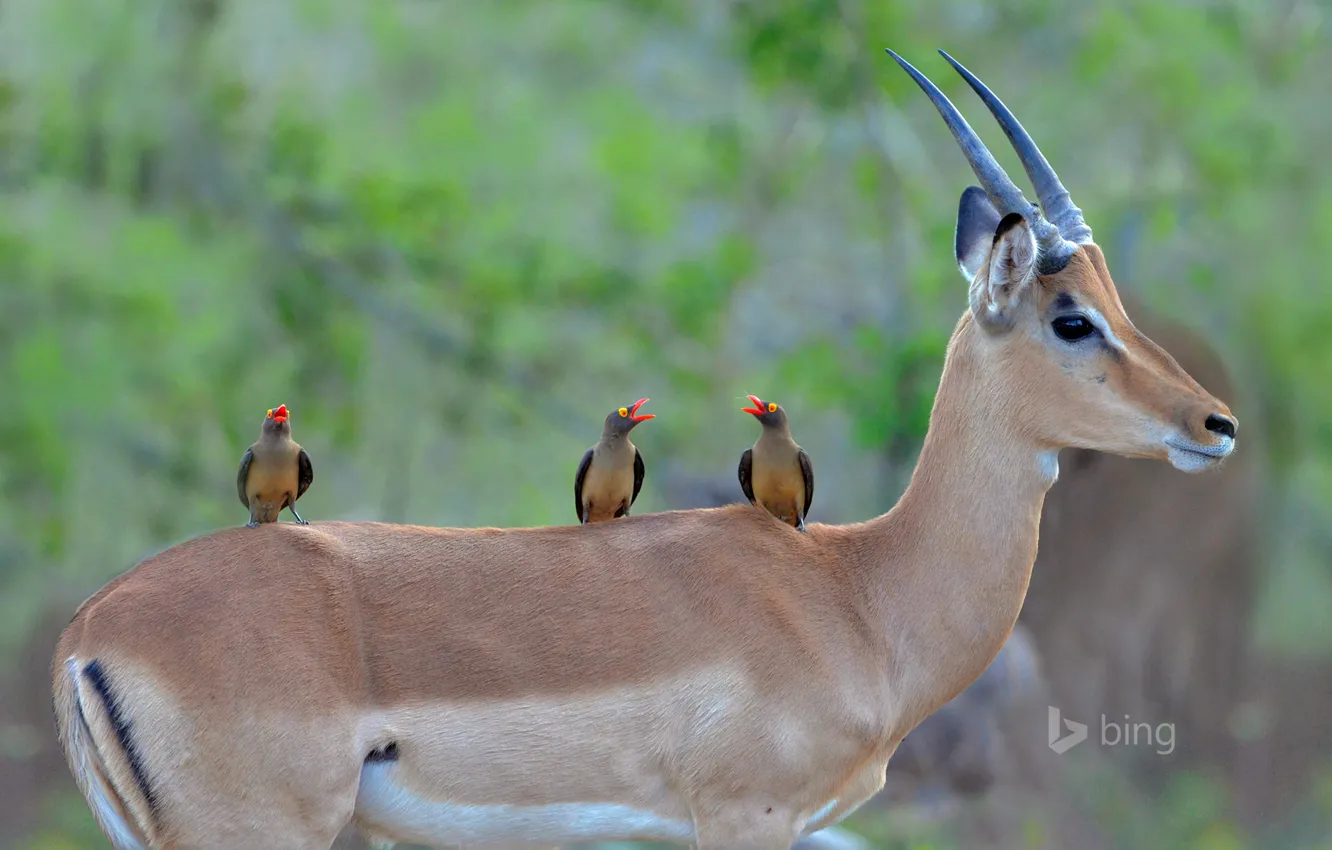 Photo wallpaper birds, color, beak, horns, Africa, South Africa, Impala, charapata antelope