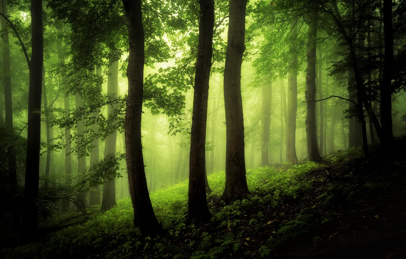 Photo wallpaper forest, grass, leaves, trees, fog