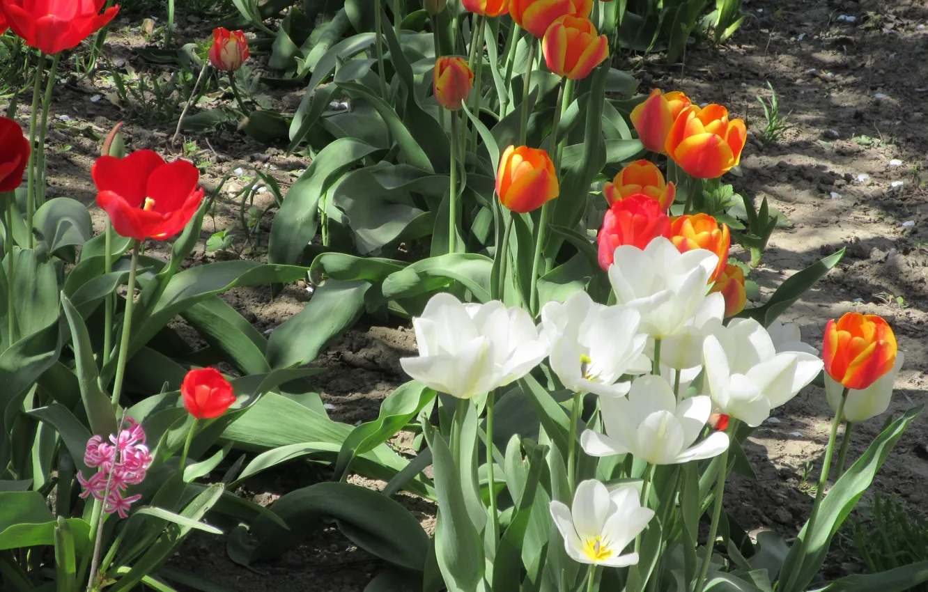 Photo wallpaper tulips, flowerbed, spring 2018, Meduzanol ©