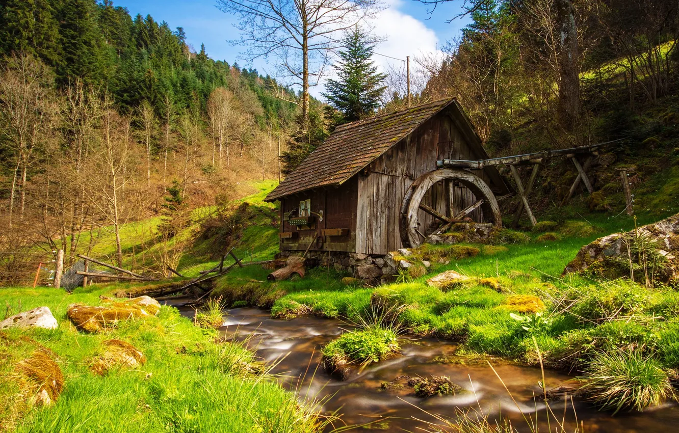 Photo wallpaper greens, forest, the sky, grass, trees, landscape, branches, nature