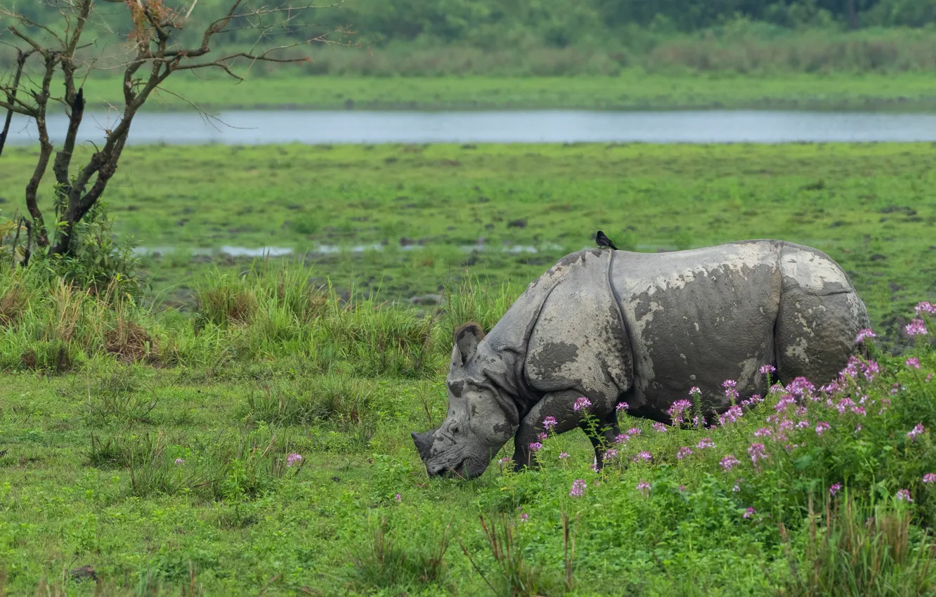 Photo wallpaper greens, grass, trees, flowers, nature, river, bird, shore