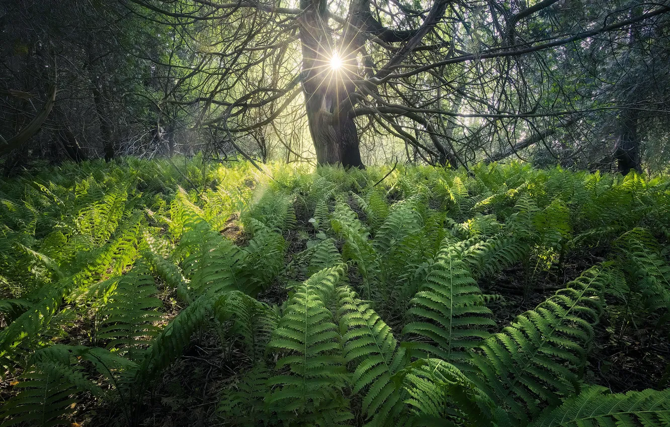 Photo wallpaper forest, the sun, thickets, fern