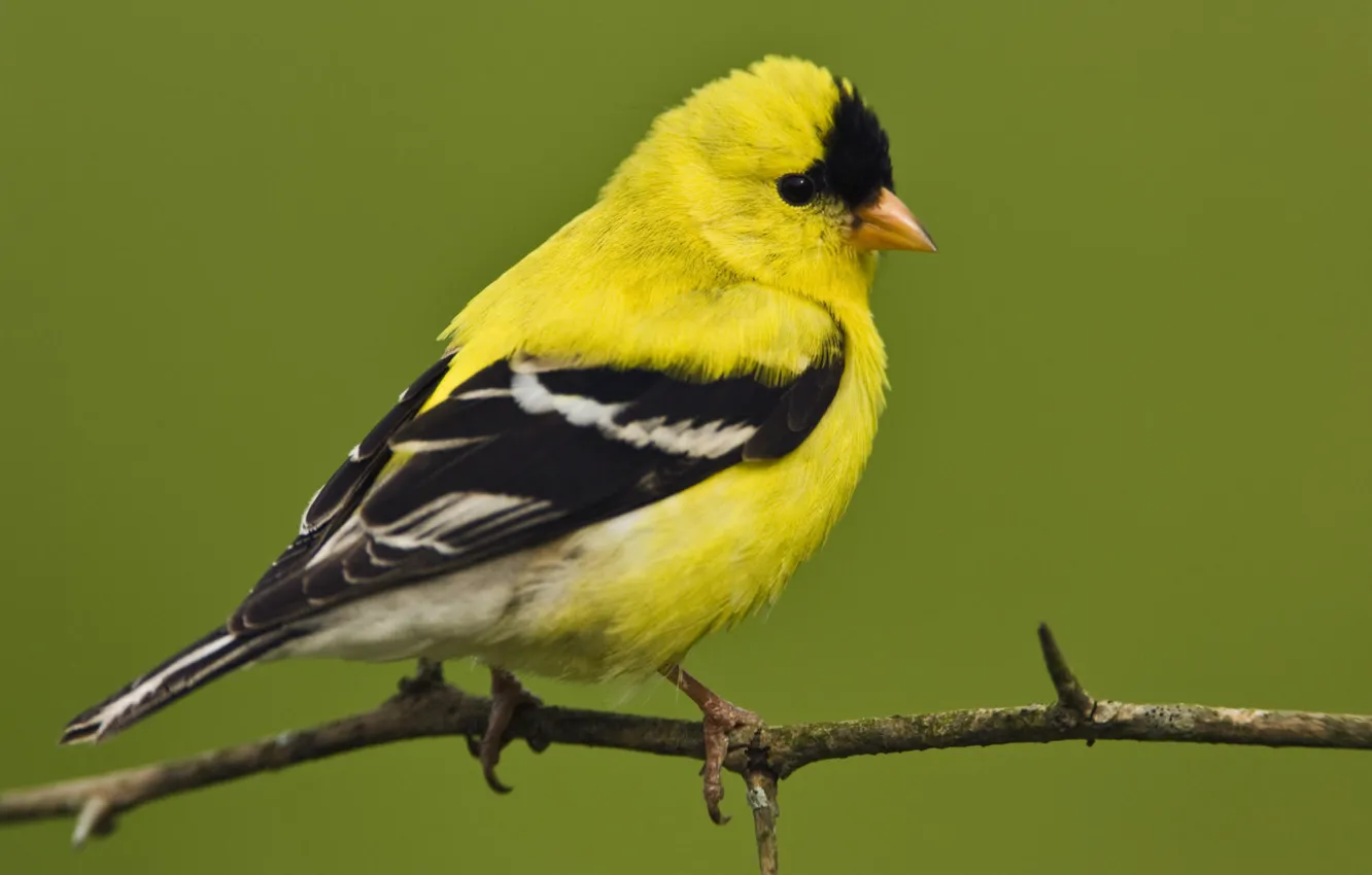Photo wallpaper small, bird, American, male, American, goldfinch, Goldfinch, Male
