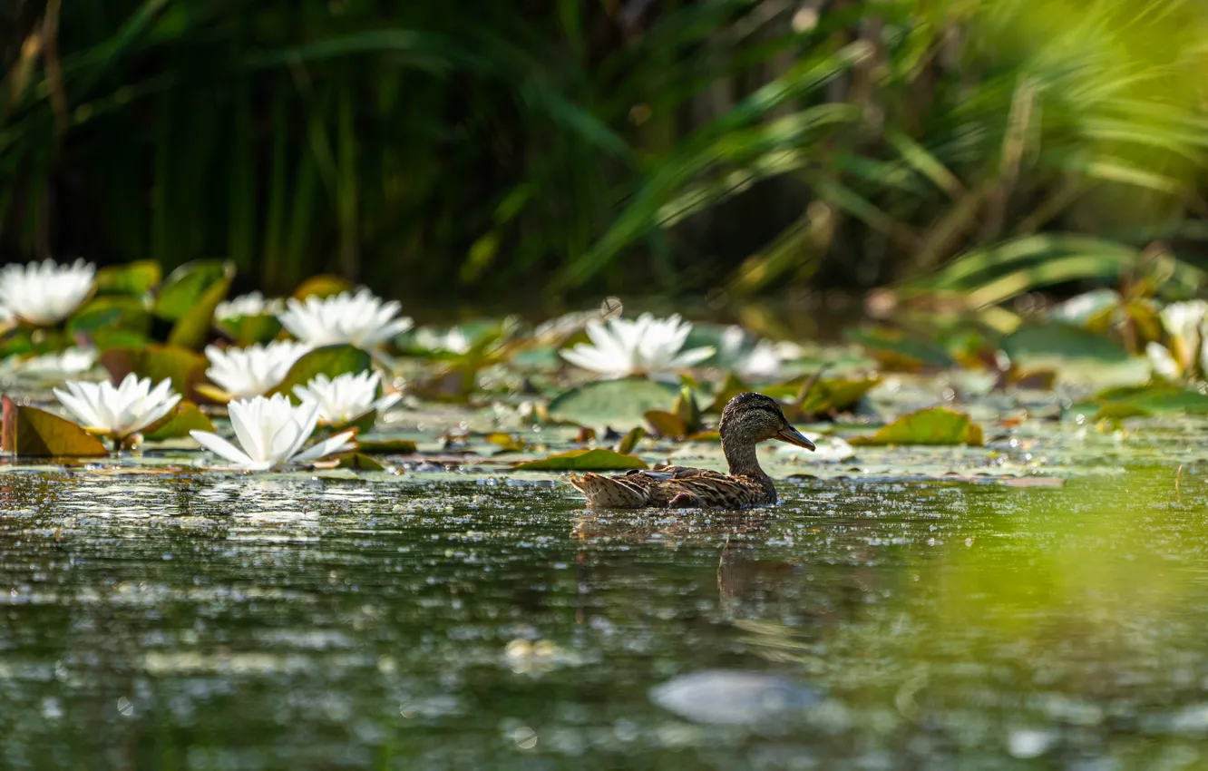 Photo wallpaper grass, water, flowers, lake, glare, pond, reflection, bird