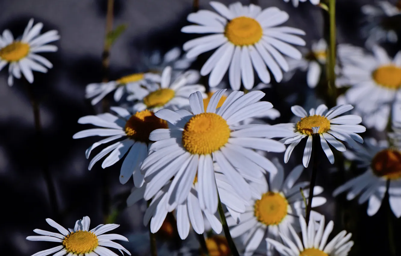Photo wallpaper light, flowers, the dark background, Bush, chamomile, shadows, white, leucanthemum